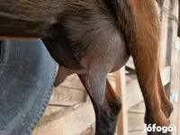 母山羊, Alpine goat — 照片 2
