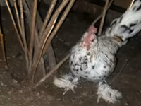 Japonský bantam — foto 2