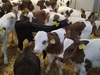 Bika, Limousin tehén — 3. fotó