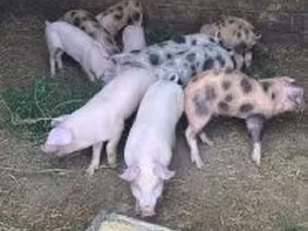 Süldőanya, Sertések — Magyarország