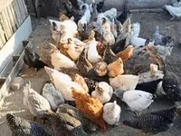 Chickens — 3-сурет