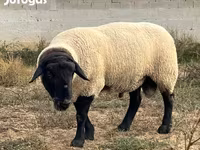 मेढ़ा, White Suffolk sheep — फ़ोटो 5
