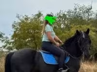 Caballo, Caballos — foto 2
