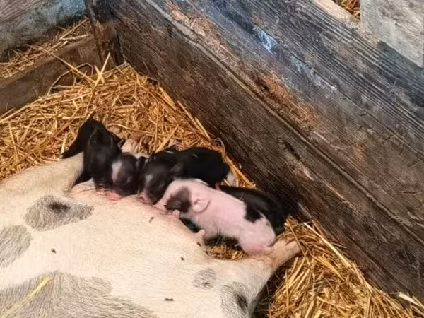 Schweine (Partie, Geschlecht nicht angegeben),  — Ungarn