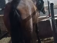 Stute, Budyonny horse — Foto 8