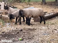 Schaf, Schafe — Foto 4