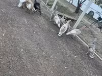 Turkeys — Foto 1