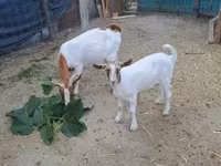 Billy Goat, Goats — photo 2