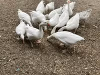 Geese — الصورة 3