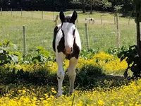 Horse (M), Gypsy horse — photo 4