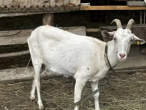 母山羊, Saanen goat