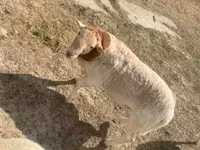 Kos, Dorper sheep — 7. fotó