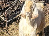 Cabras (lote, sexo no especificado), Cabras — foto 4
