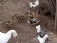 Ducks — photo 2