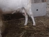 母山羊, Russian White goat — 照片 2