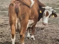 Kuh, Limousin-Kuh — Foto 2