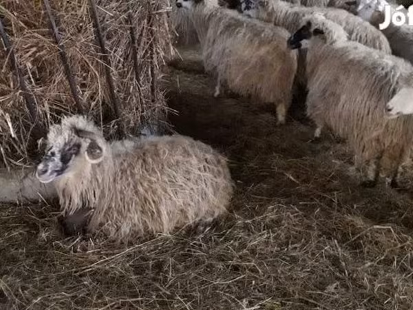 भेड़, Racka sheep — हंगरी