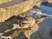 Ducks — الصورة 3