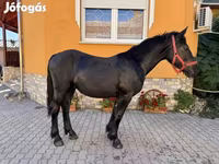 Horse (M), Hungarian horse breed — photo 5