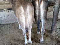 ثور, Swiss cattle — الصورة 2