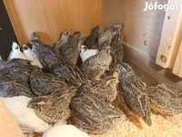 Quails — Foto 5