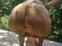 Carneiro, Arashan sheep — foto 5