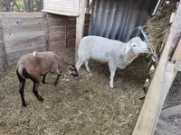Kos, Cameroon sheep — 4. fotó