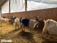 Ziege, Ziegen — Foto 3