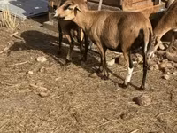 公羊, Cameroon sheep — 照片 3