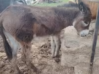 Caballo, Caballos — foto 5