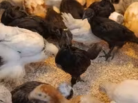 Ayam Cemani — 3. fotó