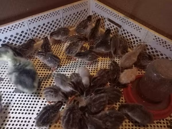 Chickens — Węgry