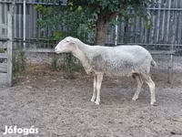 نعجة, Lacaune sheep — الصورة 1