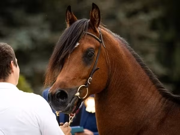 Caballo, Arabian horse