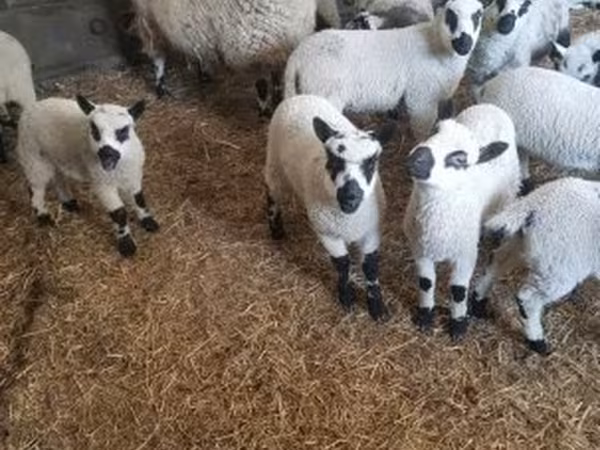 Kos, Cerry Hill sheep