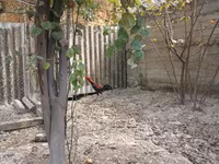Chickens — Foto 3