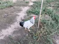 ससेक्स — फ़ोटो 4