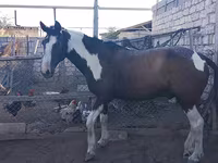 Cavalo, Cavalos — foto 1