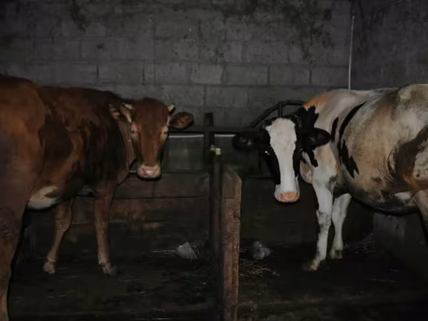 牛只（批次，未指定性别）, Cattle