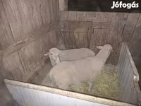 Sheep, Sheep — photo 4