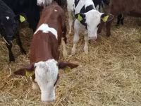 Bulle, Limousin-Kuh — Foto 8