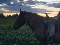 Cavalo, Cavalos — foto 1
