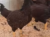 Chickens — photo 2