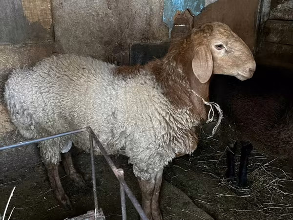 मेढ़ा, Rhon sheep