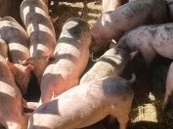 Pigs (batch, sex not specified), Pigs — Hungary