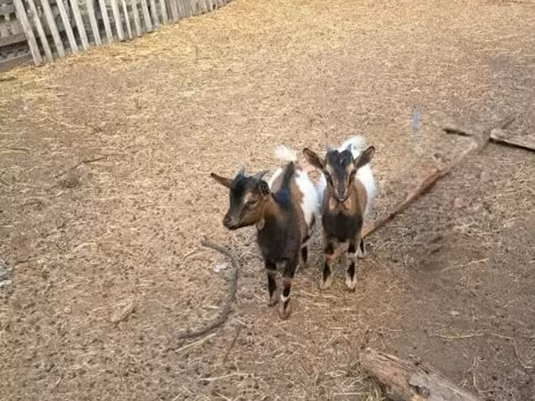 公山羊, Dutch Landrace goats