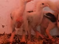 Chickens — Foto 8