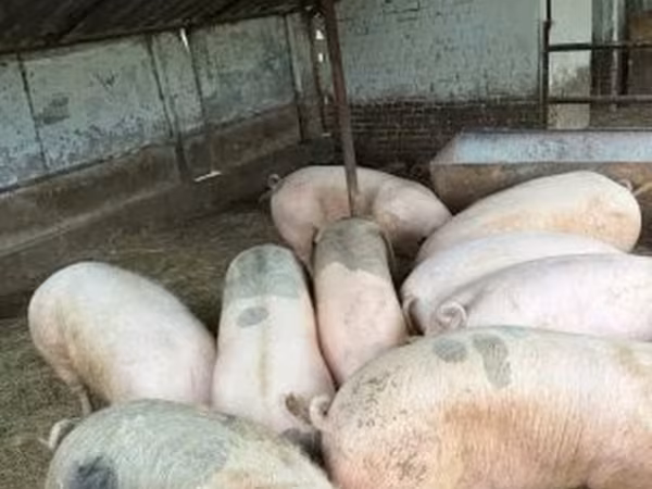 公猪, Pigs