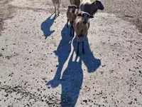 Juh, Cameroon sheep — 1. fotó