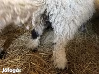 Kos, Wallis Country sheep — 4. fotó
